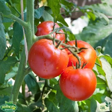 Samandağ Domatesi 1 Kg.