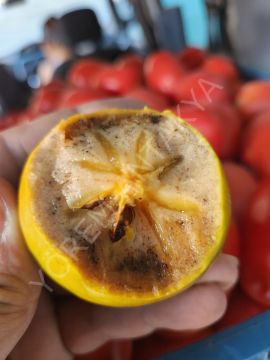 Cennet Hurması 1 Kg (Yeni Mahsül)