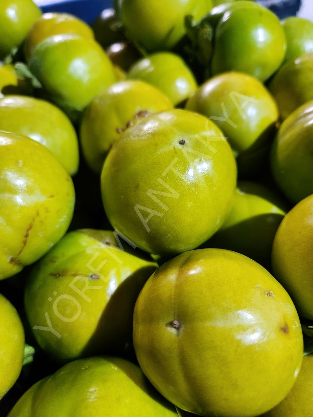 Cennet Hurması 1 Kg (Yeni Mahsül)